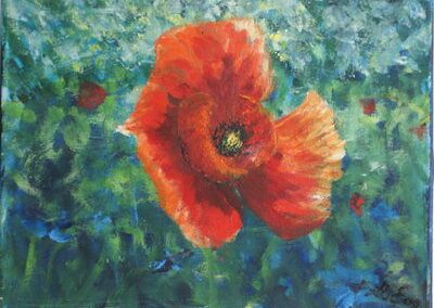 Mohnblüte